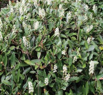 struik met pluizige kaarsachtige witte bloemen.